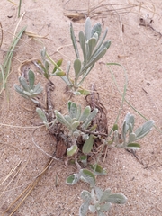 Senecio crassiflorus