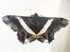 Chiasmia nora