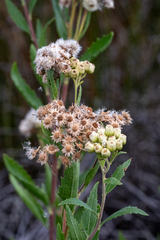 Nidorella ivifolia