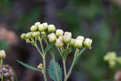Nidorella ivifolia