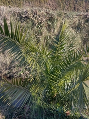 Phoenix canariensis