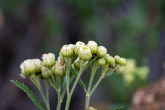 Nidorella ivifolia