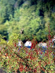 Sephanoides sephaniodes