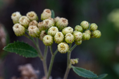 Nidorella ivifolia