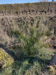 Phoenix canariensis
