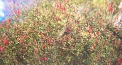 Sephanoides sephaniodes