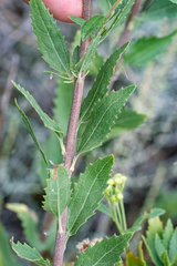 Nidorella ivifolia