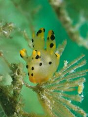 Thecacera