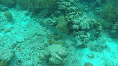 Fistularia tabacaria