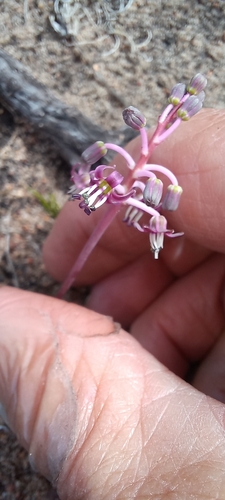 Image of Ledebouria ovalifolia by (c) Adele SL, some rights reserved (CC BY)