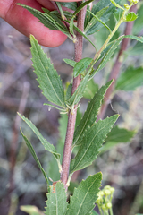 Nidorella ivifolia