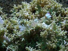 Ancylomenes magnificus