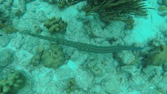 Fistularia tabacaria