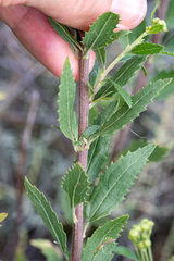 Nidorella ivifolia