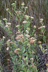 Nidorella ivifolia
