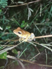 Boana multifasciata