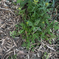 Ranunculus chinensis
