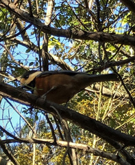 Sittiparus varius varius