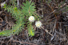 Lachnaea densiflora