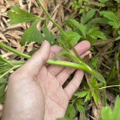 Ranunculus chinensis