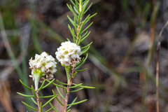 Lachnaea densiflora