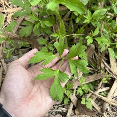 Ranunculus chinensis