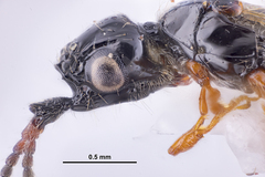 Diapriinae
