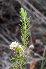 Lachnaea densiflora