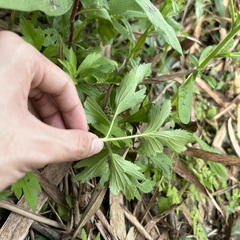 Ranunculus chinensis