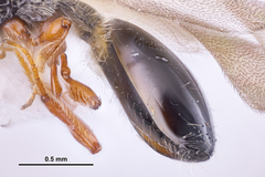 Diapriinae