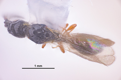 Diapriinae
