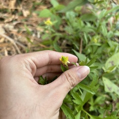 Ranunculus chinensis