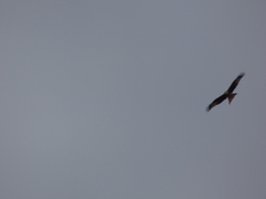 Milvus milvus