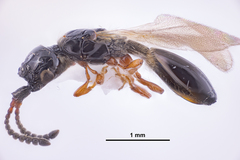 Diapriinae