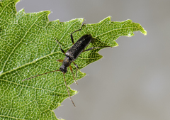 Grammoptera ruficornis