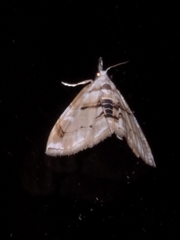 Trichophysetis cretacea