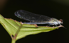 Euphaea