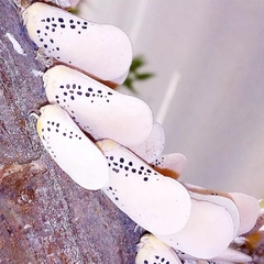 Poekilloptera phalaenoides