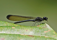 Rhinocypha stygia