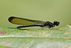 Rhinocypha stygia