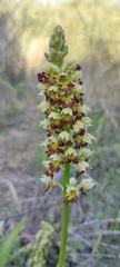 Orchis punctulata