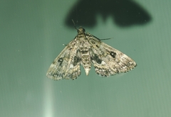 Pyralis manihotalis