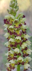 Orchis punctulata