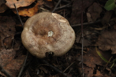 Lactarius trivialis