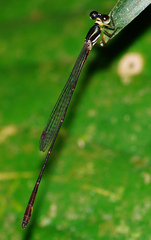 Drepanosticta actaeon