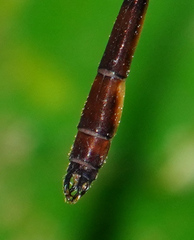 Drepanosticta actaeon