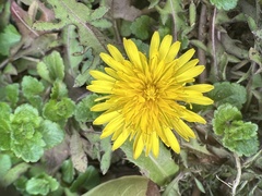 Taraxacum mongolicum