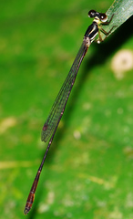 Drepanosticta actaeon
