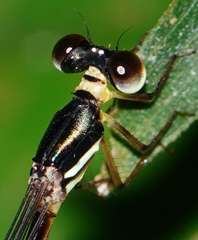 Drepanosticta actaeon