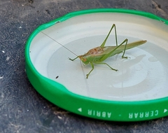 Conocephalus longipes